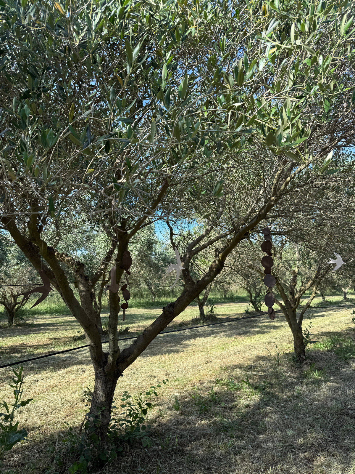 "À l’ombre des oliviers" - Exposition In Situ au Domaine Solignac