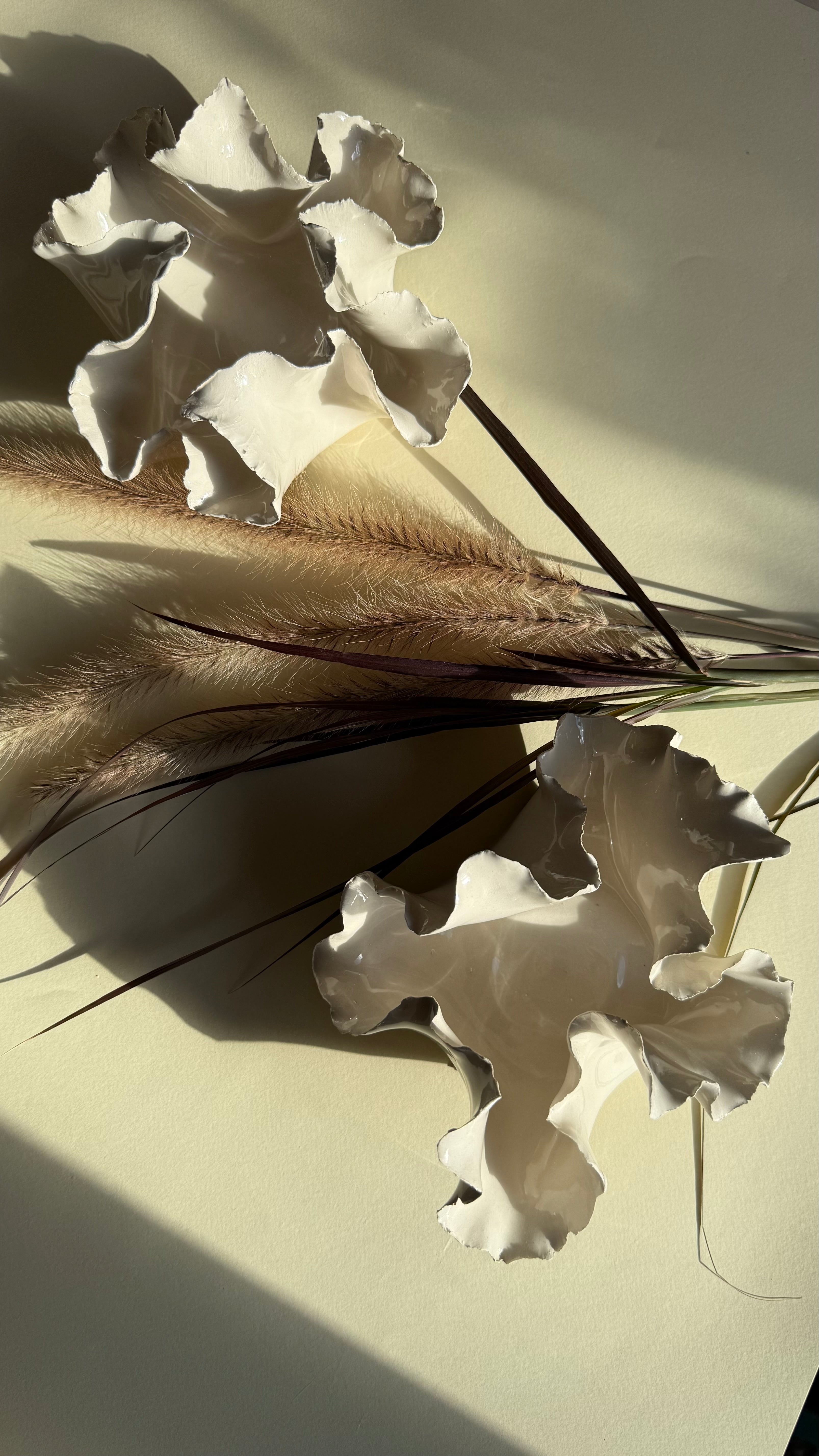 Photophore - Anémone