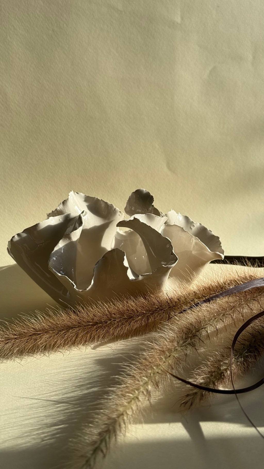 Photophore - Anémone