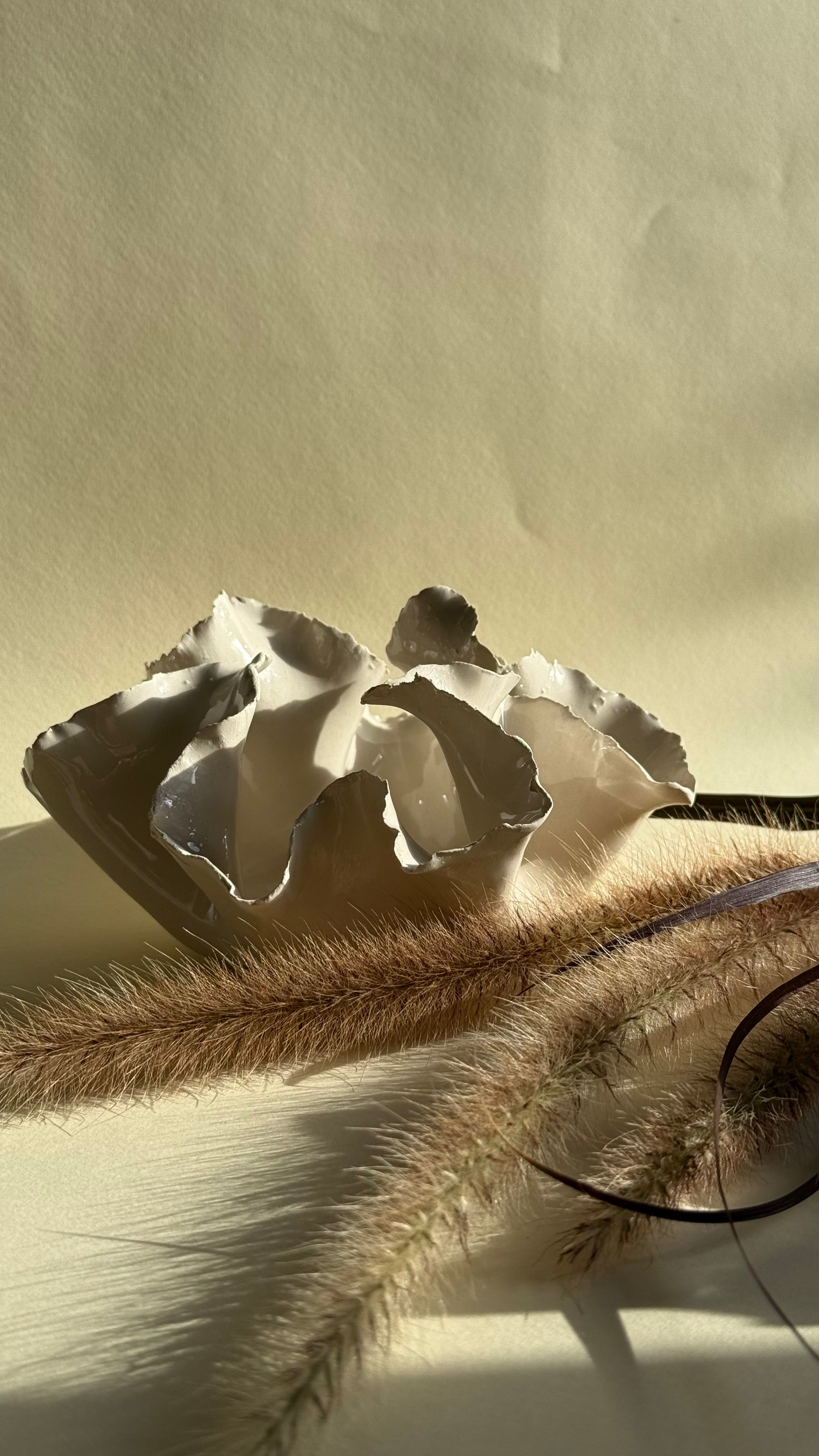 Photophore - Anémone