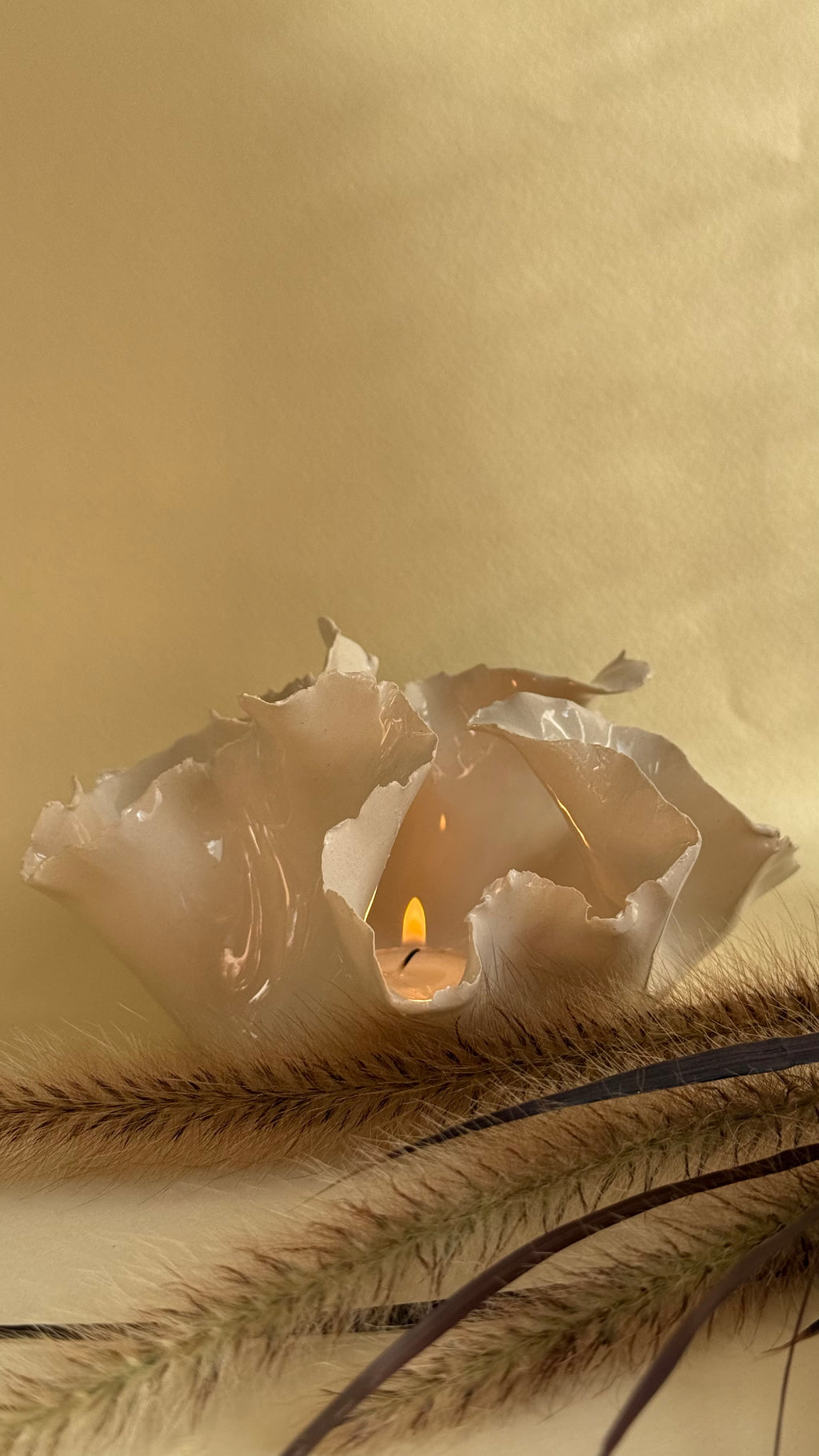 Photophore - Anémone