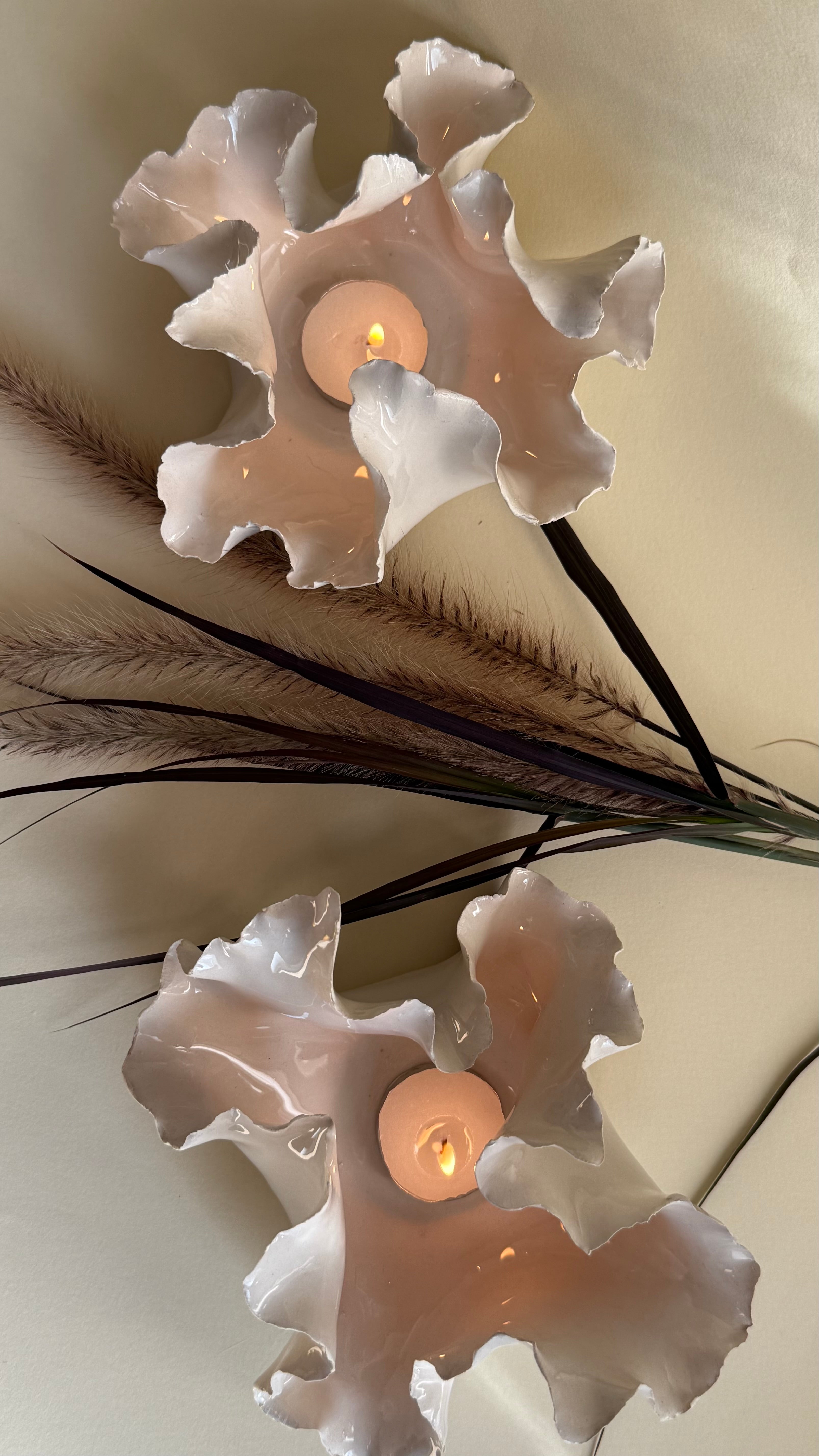 Photophore - Anémone